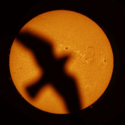 Bird_0391 Bird flying through the Sun